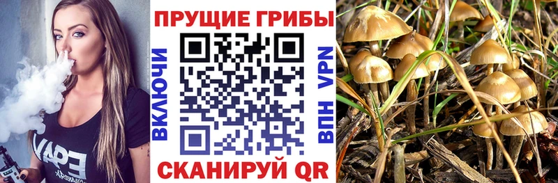 Купить закладки  Уржум  Галлюциногенные грибы Psilocybe 