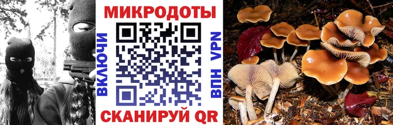 Псилоцибиновые грибы Psilocybine cubensis Уржум